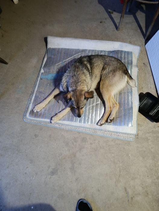 Donez cățeluș/cățelușă talie mare