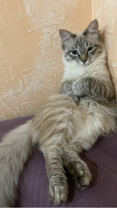 Кот в добрые руки!