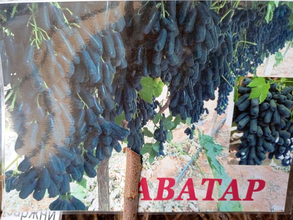 Uzum koʼchatlari Avatar ,Labarjini  shu yili mevaga kirgan