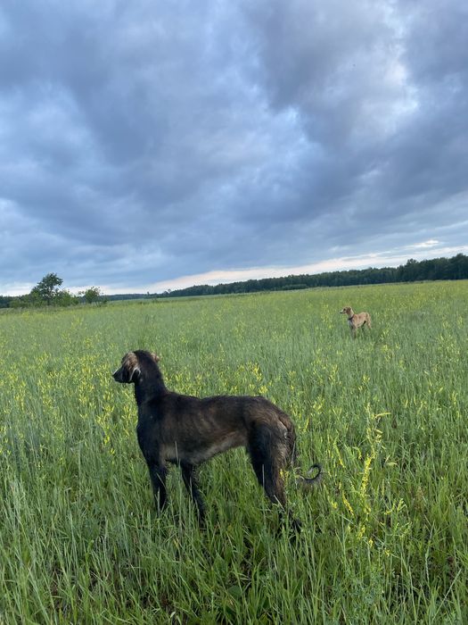 Таза қанды Тазы сатылады