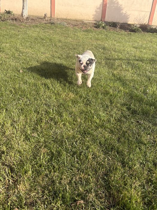 Buldog francez femela