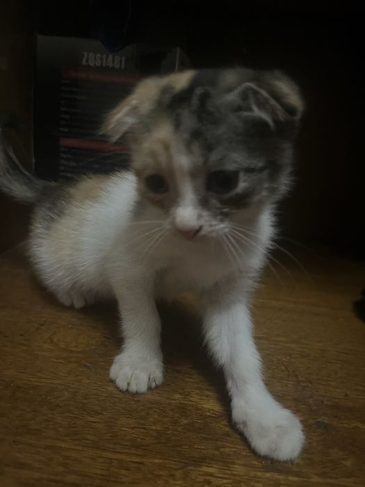 Срочно отдам котят