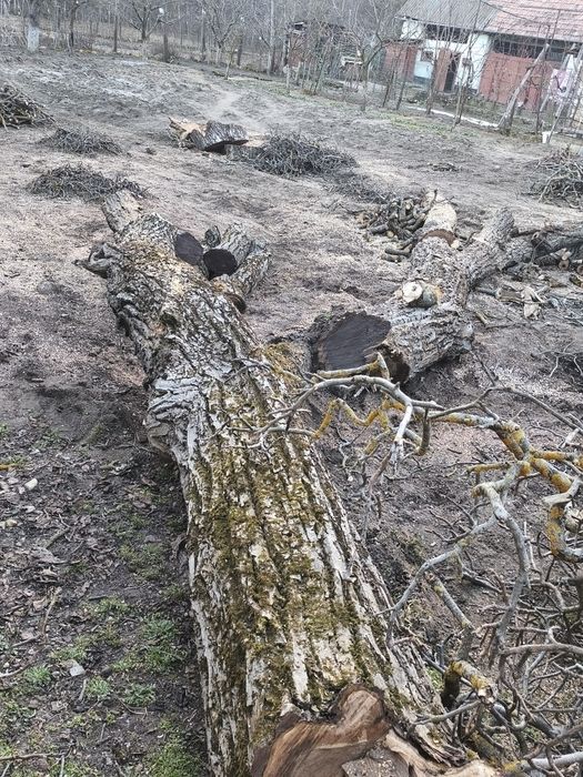 Vând trunchi nuc... aștept oferte