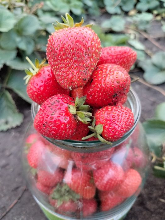 Продам клубнику ремонтантную. Бронь