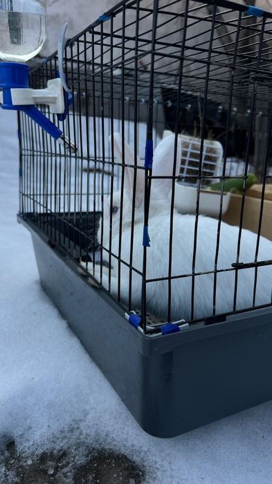 Продаю кролика декоративный