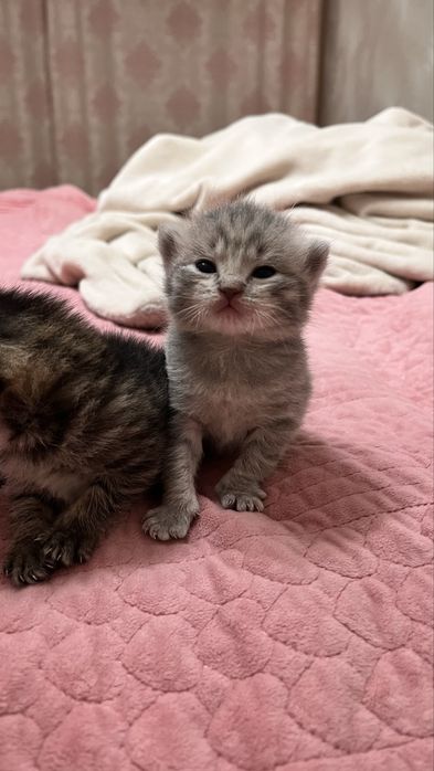 котята котята котята