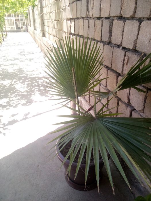 Продам Вашингтон