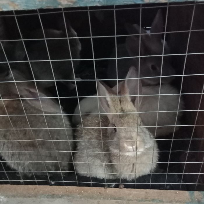 Кролики породы великан