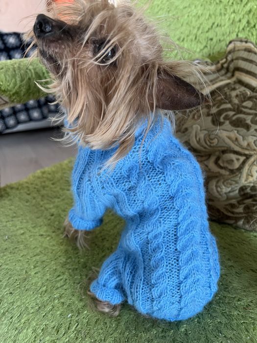 Вязаный комбинезон для собачки