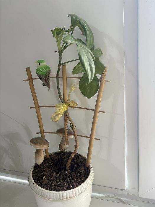 Кактусы, филодендрон, пахира