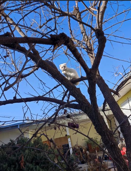 Sotiladi zotli mushuk.skottish fold.o'gil bola