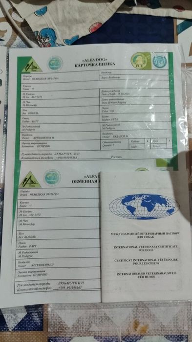 Щенки немецкой овчарки