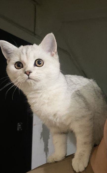 Кошка британская короткошёрстная