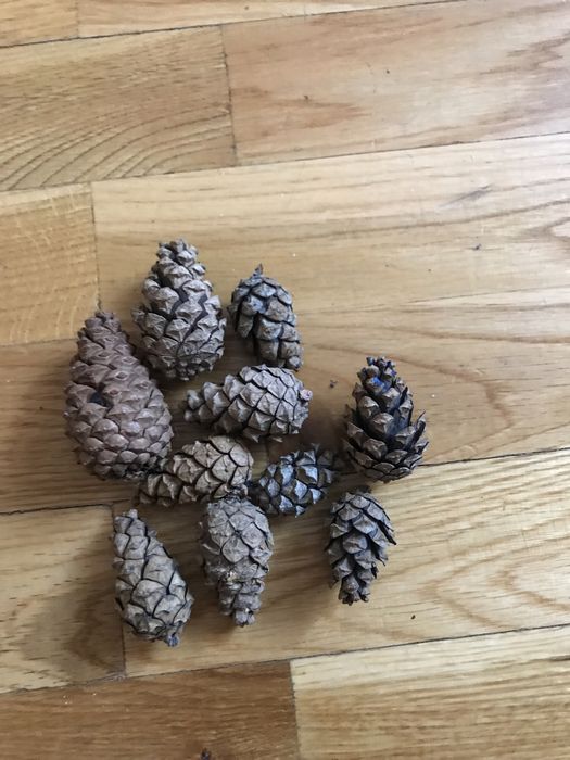 Шишки сосновые сосна