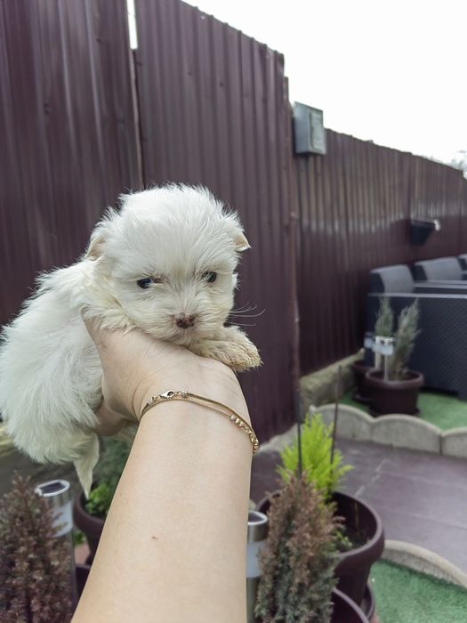 Femela Bichon Maltez