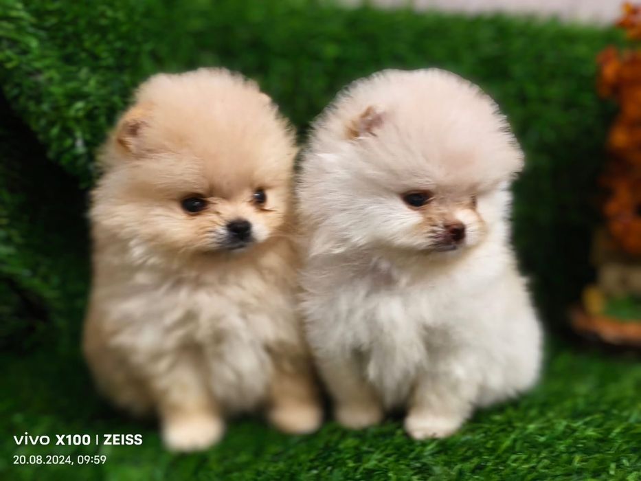 Продам щенков шпица миников