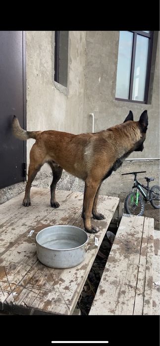 Бельгийская овчарка Малинуа