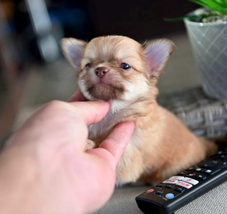 Мъжко дългокосместо мини чихуахуа