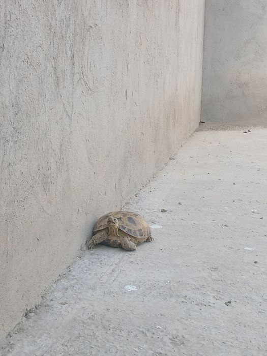 Черепаха тасбака 5.000