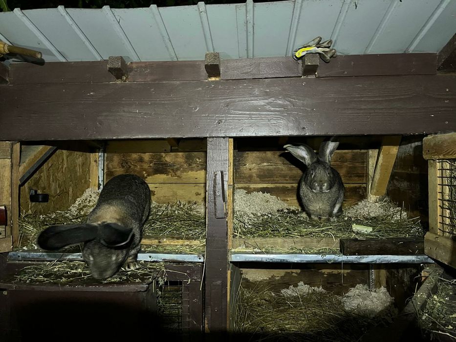 Uriaș german și rex dalmatian