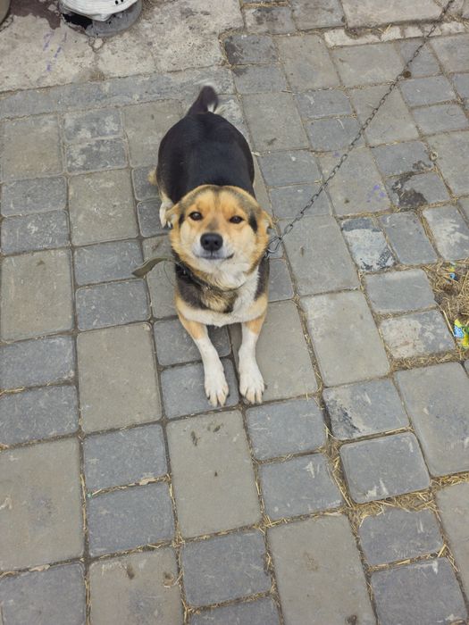 Собака (лиса)  в добрые руки