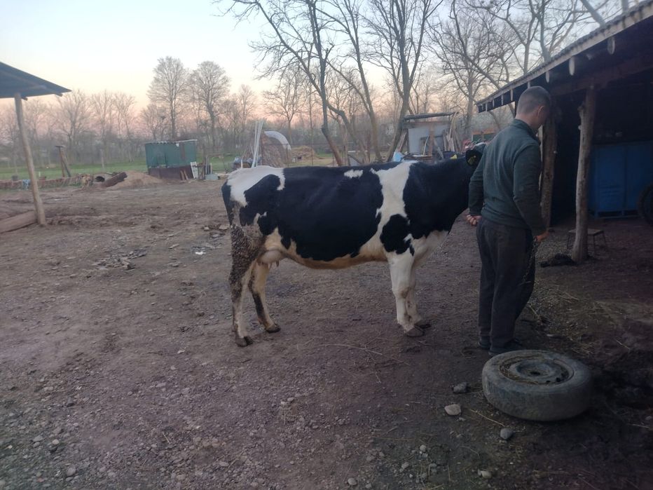 Vaci de vanzare bune de lapte
Vaci de vânzare bune de lapte – 25L/zi f