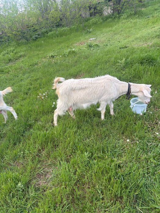 Продавам 2 броя дойни кози