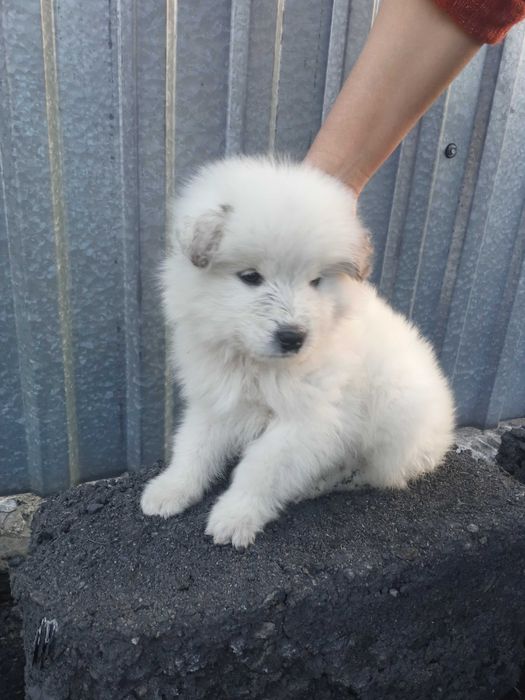 Уникальные щенки