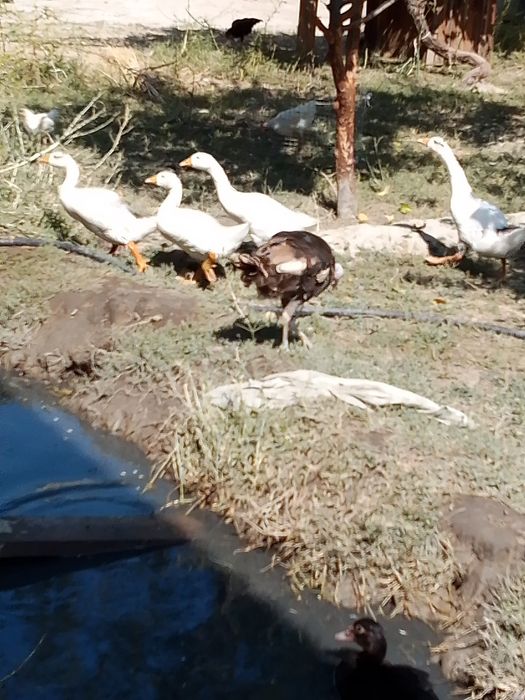 Kurk boʻlgan kurka sotiladi