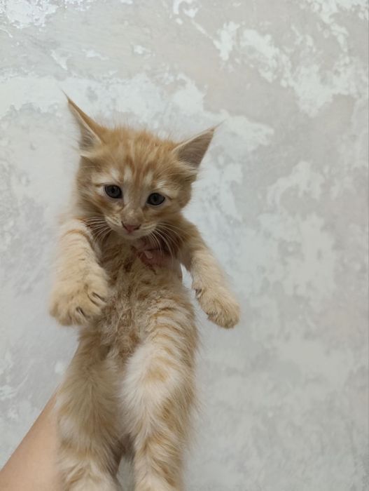 Xotini porno videoda boshqa erkakning xorozini soradi