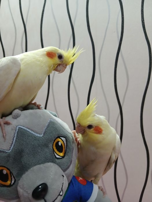 Продаются птенцы кореллы 1 месяц: 499 000 so’m