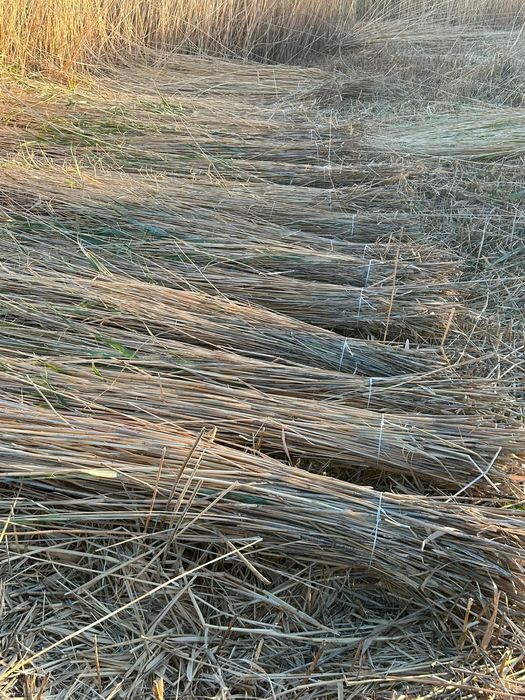 Қамыс, камыс,камыш,