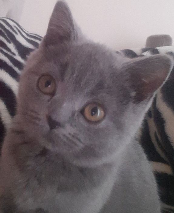 British Shorthair rasa pura