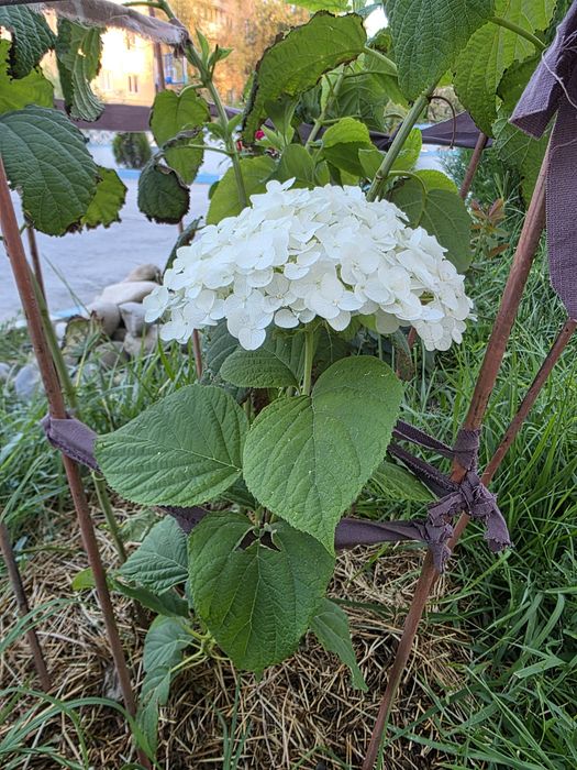 Гортензии продаю древовидные