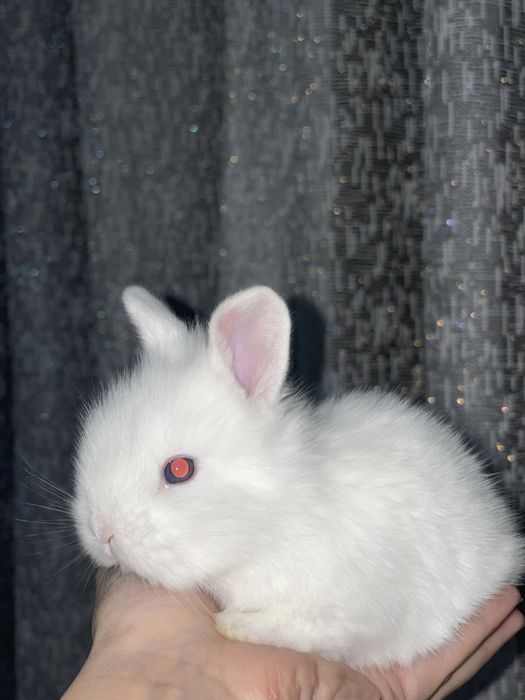 Кролики декоративные