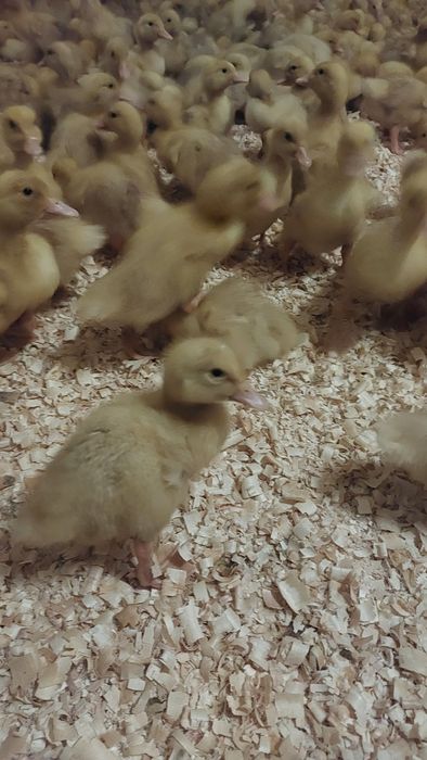 Vând bibilici,pui,rațe Peking