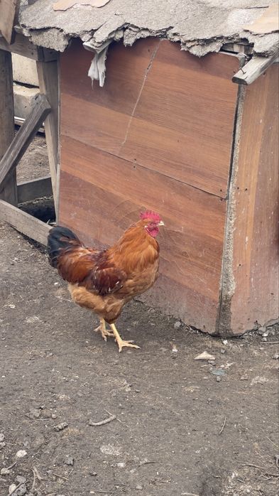 Петух Ломанбраун Адлер