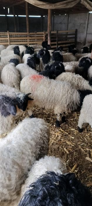 Mieii grași ținuți pe stabulație 25_45 kg