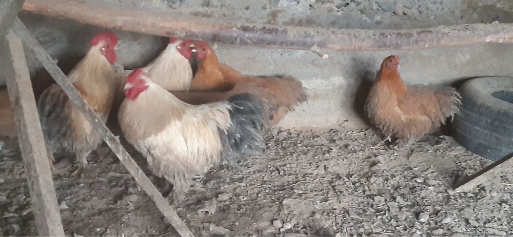 yapon tovuqlar sotiladi