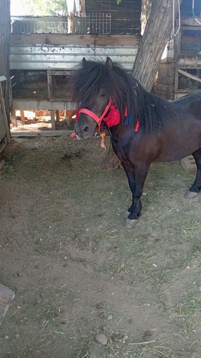 Ponei de monta Nr de tel 0747923880