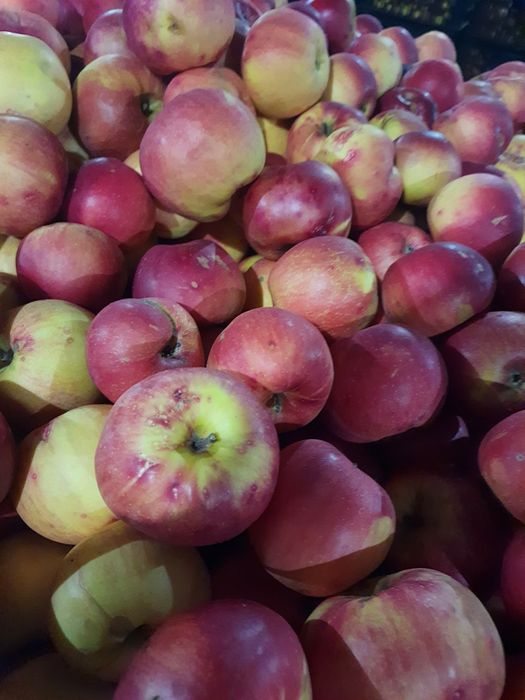 Mere Ionatan, Florina și Idared