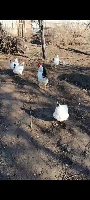 Адлер парода жўжалари
