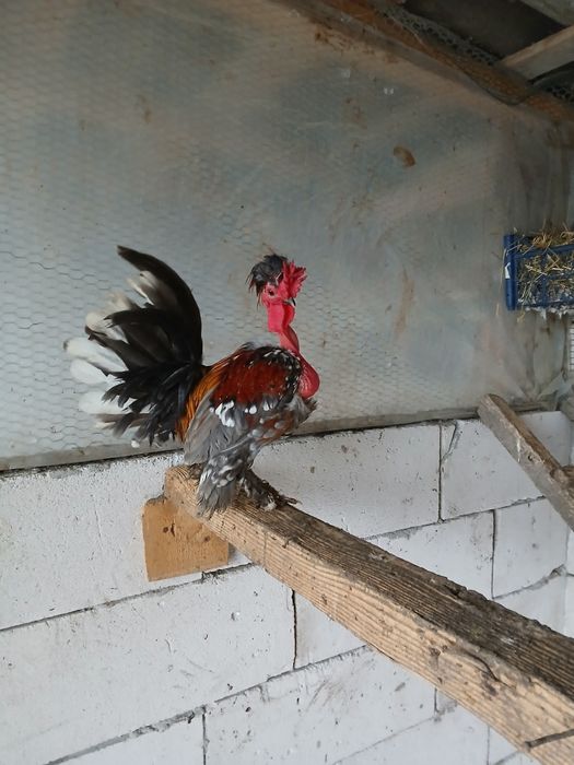 Cocos pitici gat-golas