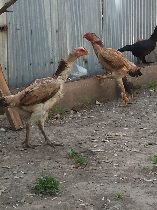 Продам даканов хорошей крови