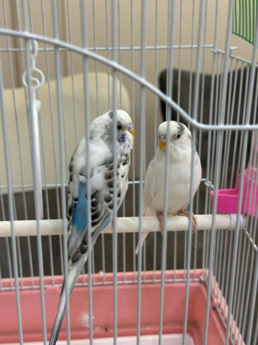 2 попугай с клеткой