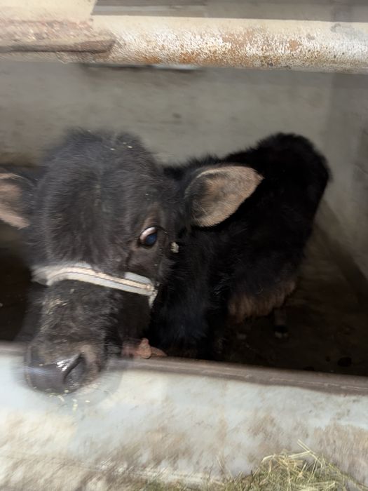 Mol sotiladi ona bacha