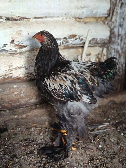 Продам петухов брама