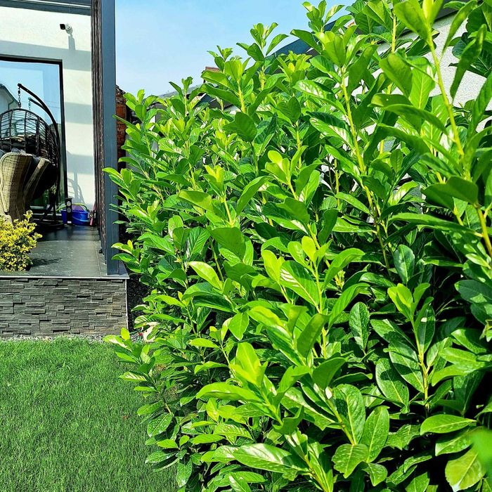 Laur Englezesc (Gard Viu )