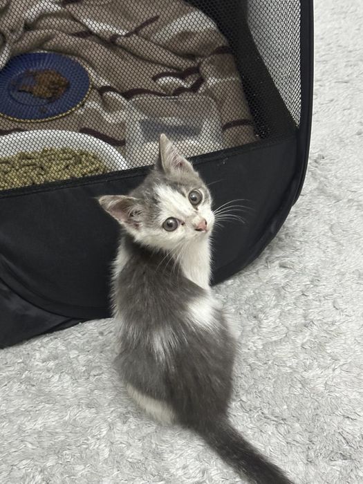 Отдам котят в добрые руки