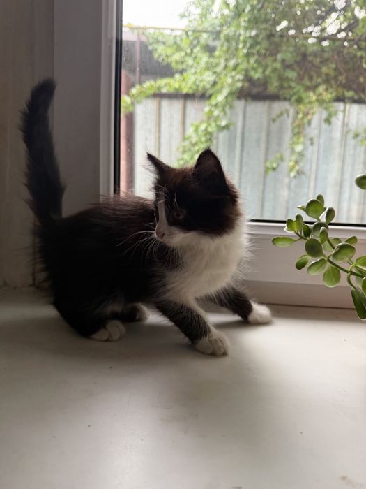 Отдам котенка девочка